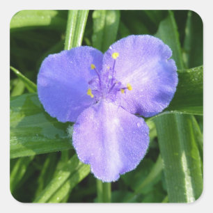 Dewy Trillium Spring Wildflower Square Sticker