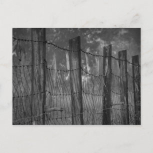 Dewy Webs on Barbed Wire Postcard