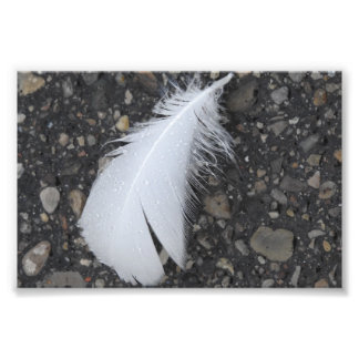 Dewy White Feather Photo Print