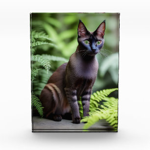 Dexter The Black Siamese Cat, Photo Block