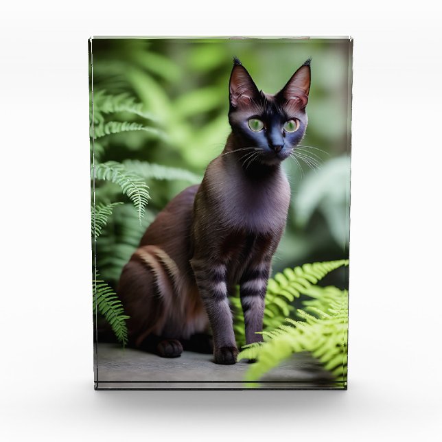 Dexter The Black Siamese Cat, Photo Block (Front)