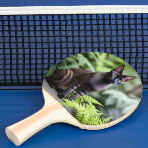 Dexter The Black Siamese Cat,  Ping Pong Paddle