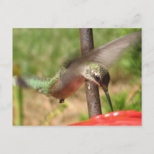 DG- Hummer postcard