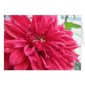dhalia surviving the drought