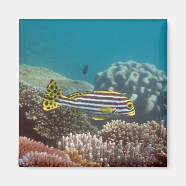 Diagonal Banded Sweetlip (Plectorhinchus lineatus) Magnet (Front)
