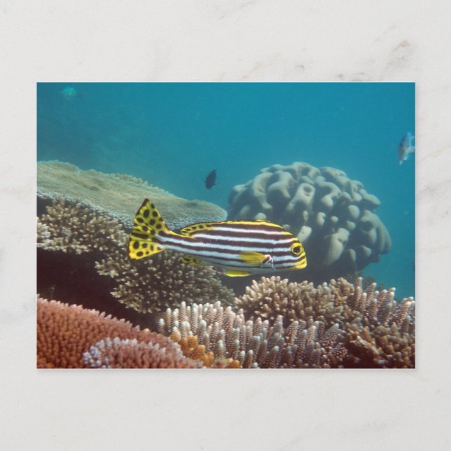 Diagonal Banded Sweetlip (Plectorhinchus lineatus) Postcard (Front)