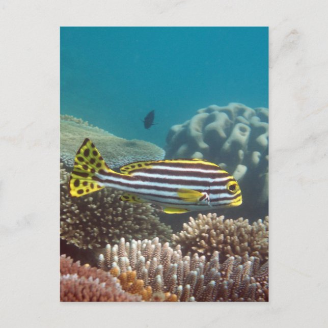 Diagonal Banded Sweetlip (Plectorhinchus lineatus) Postcard (Front)