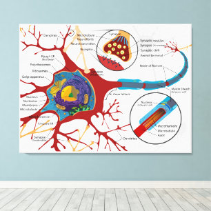 Diagram Complete Neuron Cell Nerve Nervous System Canvas Print