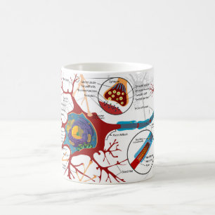 Diagram Complete Neuron Cell Nerve Nervous System  Coffee Mug