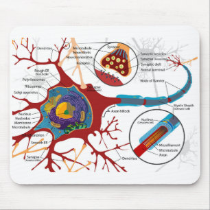 Diagram Complete Neuron Cell Nerve Nervous System Mouse Mat