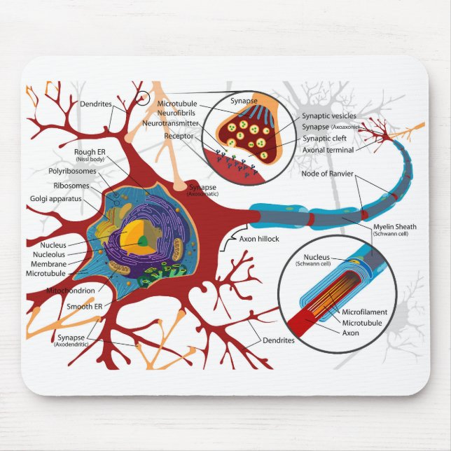 Diagram Complete Neuron Cell Nerve Nervous System  Mouse Mat (Front)