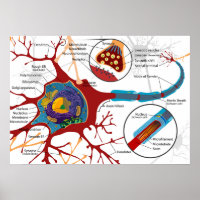 Diagram Complete Neuron Cell Nerve Nervous System