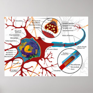 Diagram Complete Neuron Cell Nerve Nervous System  Poster