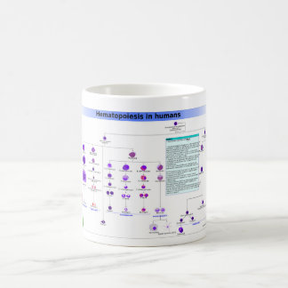 Diagram Haematopoiesis in Humans Stem Cells Coffee Mug
