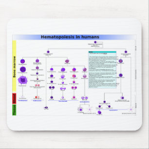 Diagram Haematopoiesis in Humans Stem Cells  Mouse Mat
