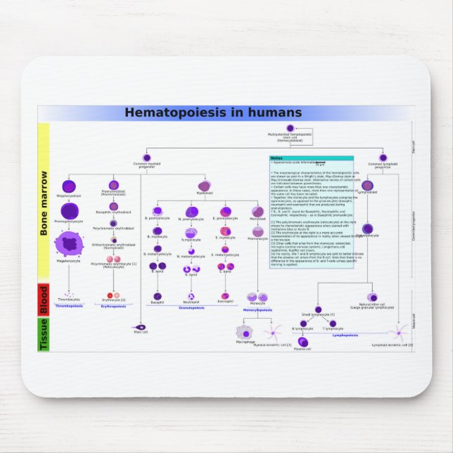 Diagram Haematopoiesis in Humans Stem Cells  Mouse Mat (Front)
