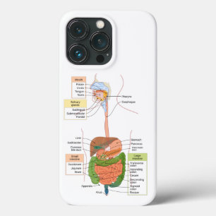 Diagram Human Gastrointestinal Digestive system  iPhone 13 Pro Case