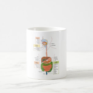 Diagram Human Gastrointestinal Digestive system  Coffee Mug