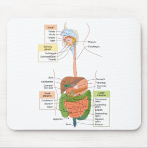 Diagram Human Gastrointestinal Digestive system  Mouse Mat