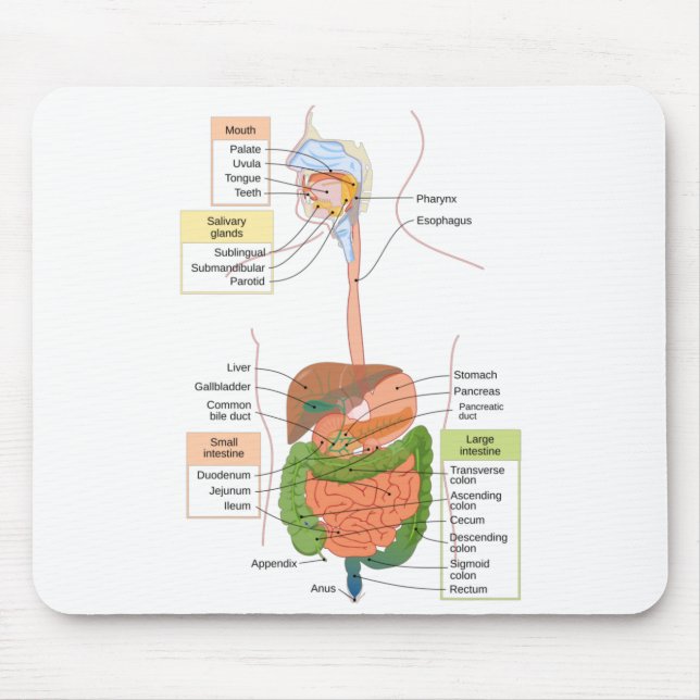 Diagram Human Gastrointestinal Digestive system  Mouse Mat (Front)
