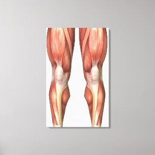 Diagram Illustrating Muscle Groups On Leg Front Canvas Print