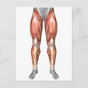 Diagram Illustrating Muscle Groups On Leg Front Postcard