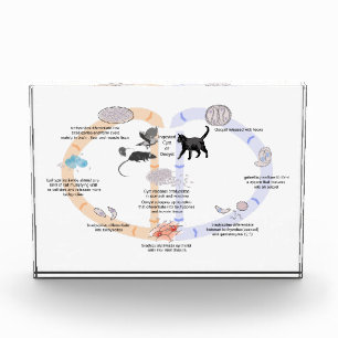 Diagram life cycle of Toxoplasma gondii Photo Block