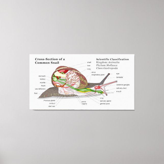 Diagram of a Common Garden Snail (Helix aspersa) Canvas Print (Front)