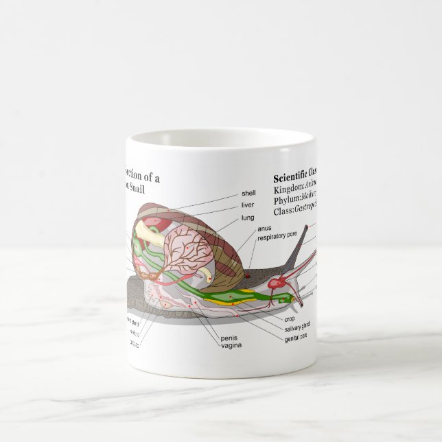 Diagram of a Common Garden Snail (Helix aspersa) Coffee Mug (Center)