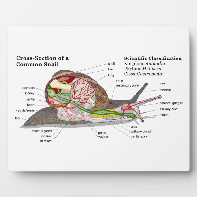 Diagram of a Common Garden Snail (Helix aspersa) Plaque (Front)
