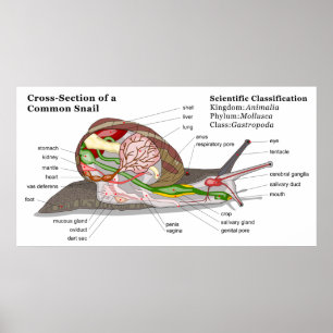 Diagram of a Common Garden Snail (Helix aspersa) Poster