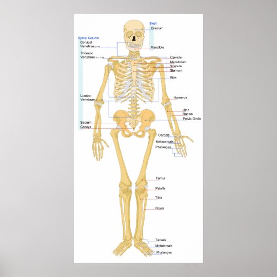 female body base sketch skeleton