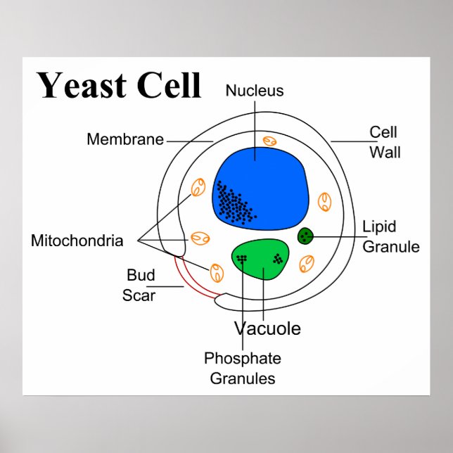 Diagram of a Micro Organism Fungi Yeast Cell Poster (Front)