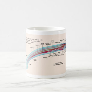 Diagram of a Sea Lamprey Species Larva Coffee Mug