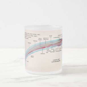 Diagram of a Sea Lamprey Species Larva Frosted Glass Coffee Mug