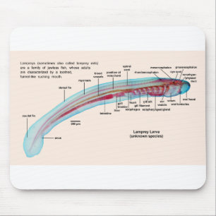 Diagram of a Sea Lamprey Species Larva Mouse Mat