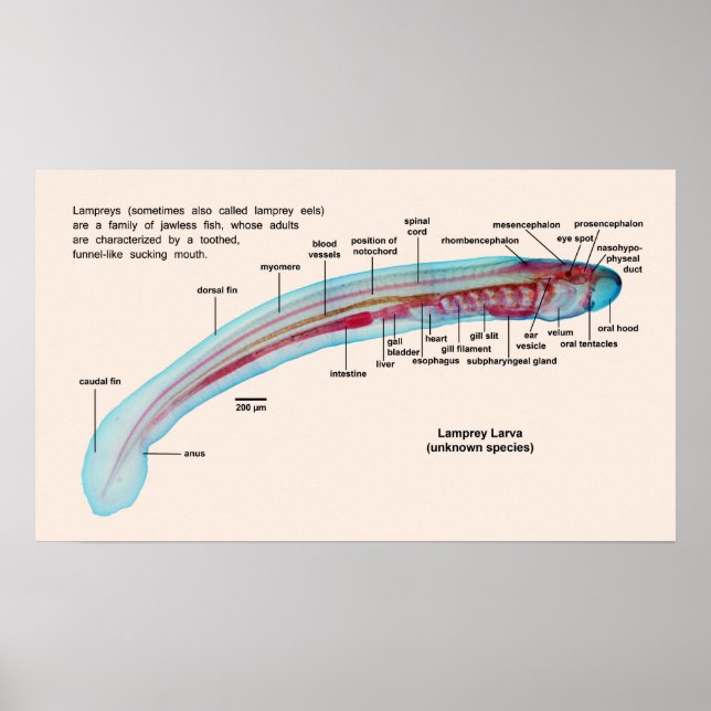 Diagram of a Sea Lamprey Species Larva Poster (Front)