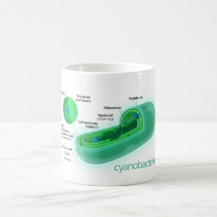Diagram of a Typical Cyanobacteria Cell Coffee Mug