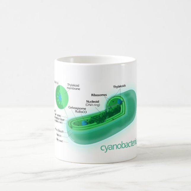 Diagram of a Typical Cyanobacteria Cell Coffee Mug (Center)