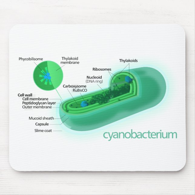 Diagram of a Typical Cyanobacteria Cell Mouse Mat (Front)