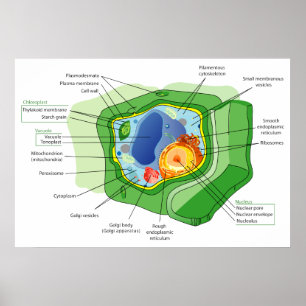 Diagram of a Typical Plant Cell Structure Poster