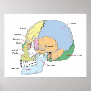 Diagram of Adult Human Skull Poster