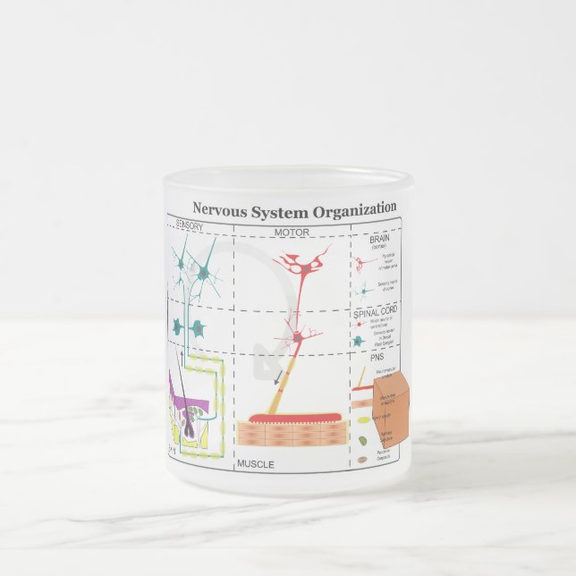 Diagram of Basic Nervous System Functions Frosted Glass Coffee Mug (Center)