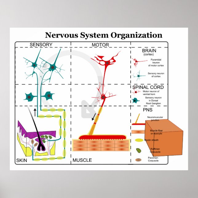 Diagram of Basic Nervous System Functions Poster (Front)