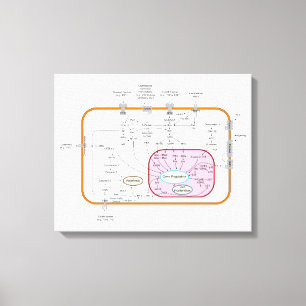Diagram of Cell Gene Signal Transduction Pathways Canvas Print