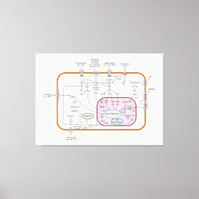 Diagram of Cell Gene Signal Transduction Pathways  Canvas Print (Front)