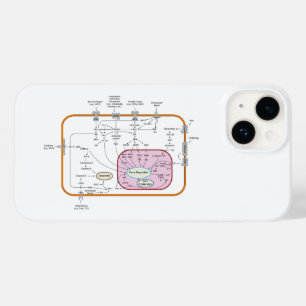Diagram of Cell Gene Signal Transduction Pathways  Case-Mate iPhone 14 Case