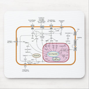 Diagram of Cell Gene Signal Transduction Pathways Mouse Mat