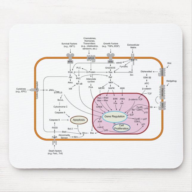 Diagram of Cell Gene Signal Transduction Pathways  Mouse Mat (Front)