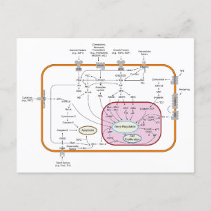 Diagram of Cell Gene Signal Transduction Pathways  Postcard
